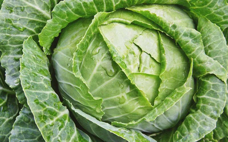 Experts Reveal the Benefits of Drinking Cabbage Water Daily Foroveta