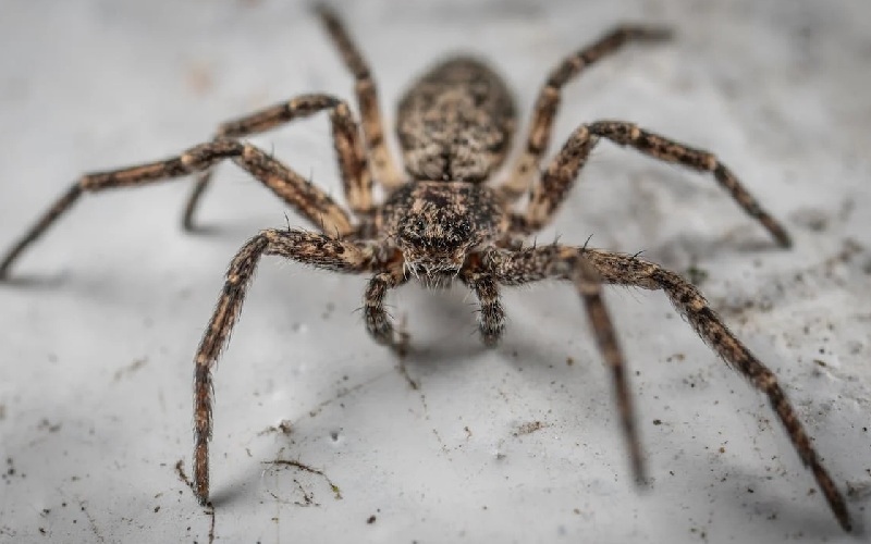 Best Way To Treat A Brown Recluse Spider Bite